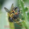 Cerceris quinquefasciata